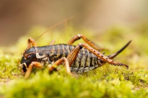 Hemideina maori